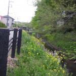 通船堀と菜の花